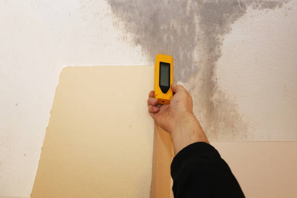 Best Comprehensive Air Testing for Mold Contaminants  in Nutter Fort, WV