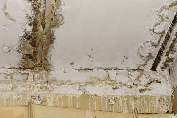 Best Mold Damage Restoration  in Nutter Fort, WV