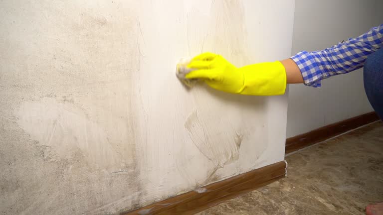 Best HVAC Mold Inspection and Cleaning  in Nutter Fort, WV