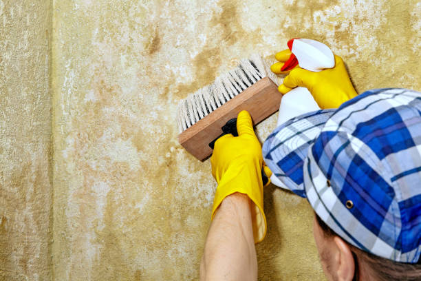 Best Dehumidification Services  in Nutter Fort, WV