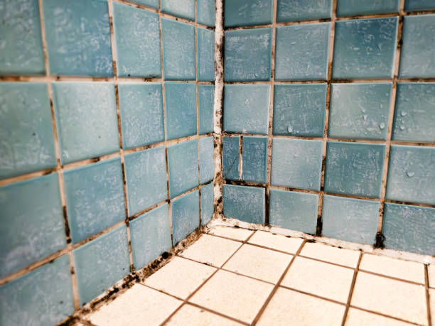 Mold Remediation for Rental Properties in Nutter Fort, WV