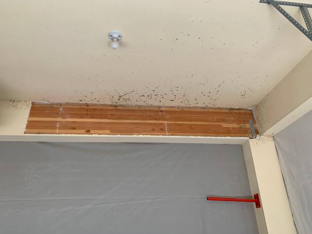 Best Industrial Mold Remediation  in Nutter Fort, WV